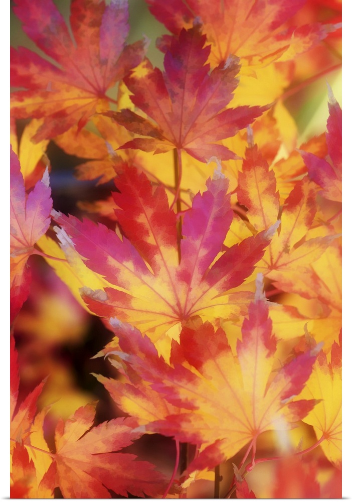 A group of orange and red maple leaves in the fall.