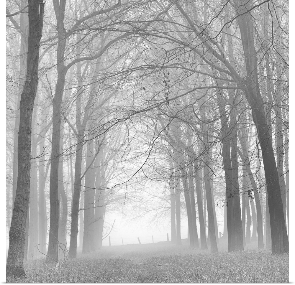 A monochrome black and white. Woodland lane in mist.