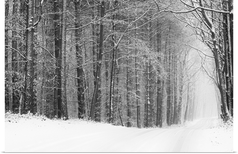 Fine art photo of a path going through a forest in winter, in black and white.