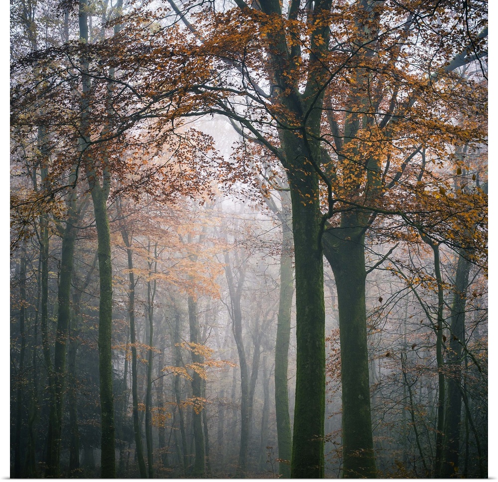 Square foggy forest mood at fall in Broceliande forest, France, big tree with orange leaves at first plan.