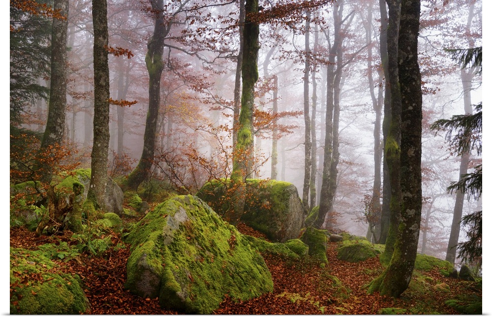 Light mist in a forest with mossy rocks and red autumn leaves.