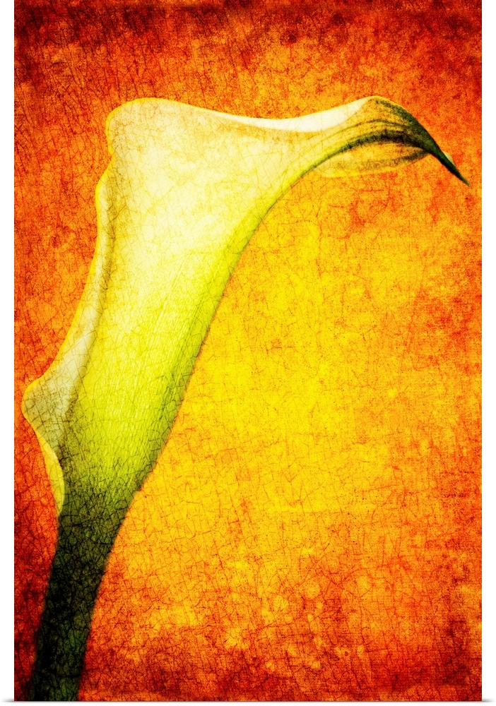A textured vintage close-up of a calla lily flower in creams golds and yellows.