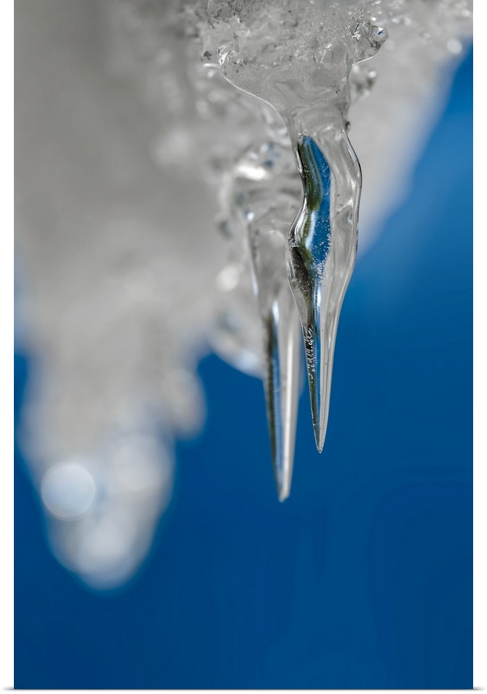 Two icicles hanging from the roof of a shed, on a perfectly clear and blue Winter day. The icicle in front was kept in foc...