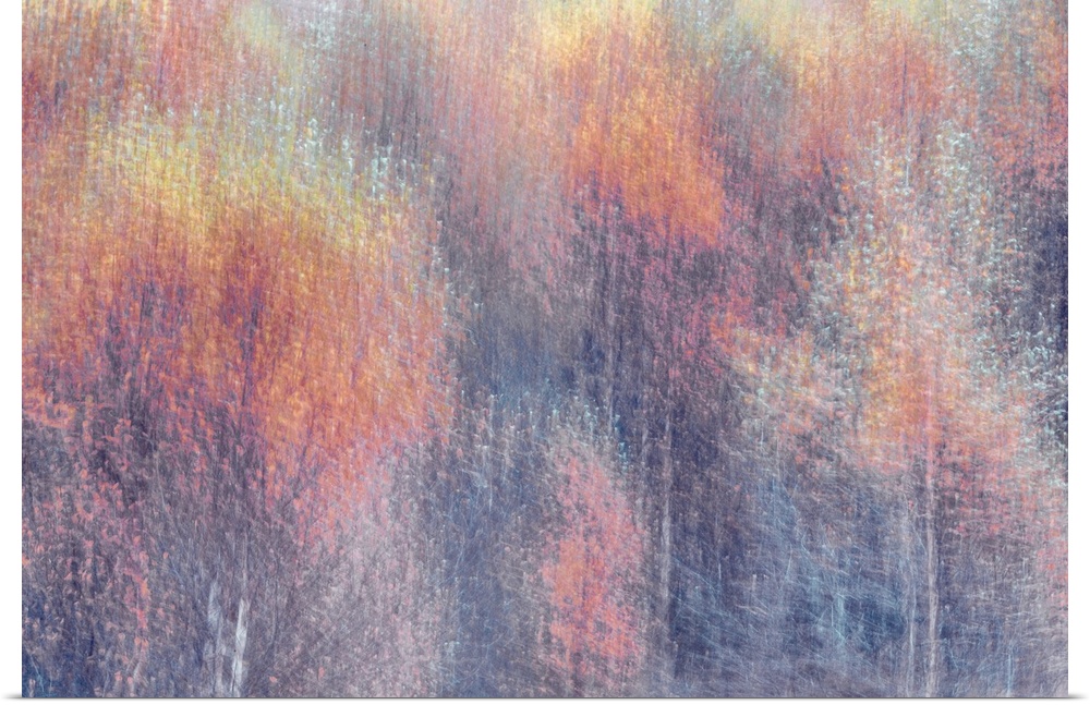 An impressionistic landscape of autumn fall trees in soft pinks, peaches and silvery whites.