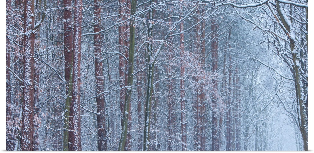 A melancholy cool blue grey image of an avenue of trees in hoar frost and snow receeding into a panoramic frame.