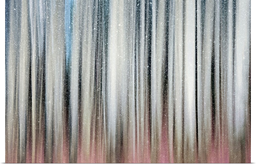 Abstract view of snow falling on a aspen stand.