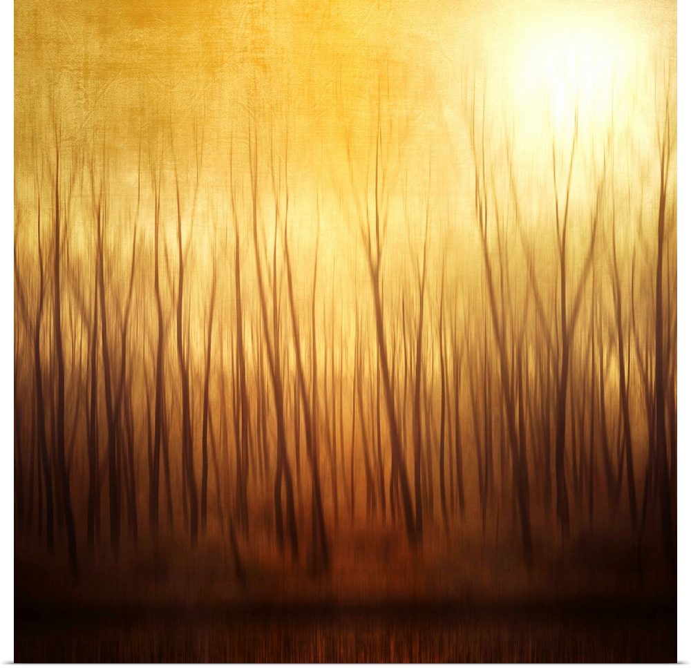 Unearthly scene of a barren forest full of thin, spindly trees under a bright sun. The sunlight creates a dry, hazy scene.