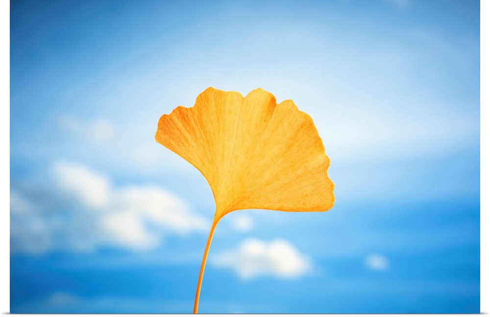Yellow gingko leaf in front of a blue sky