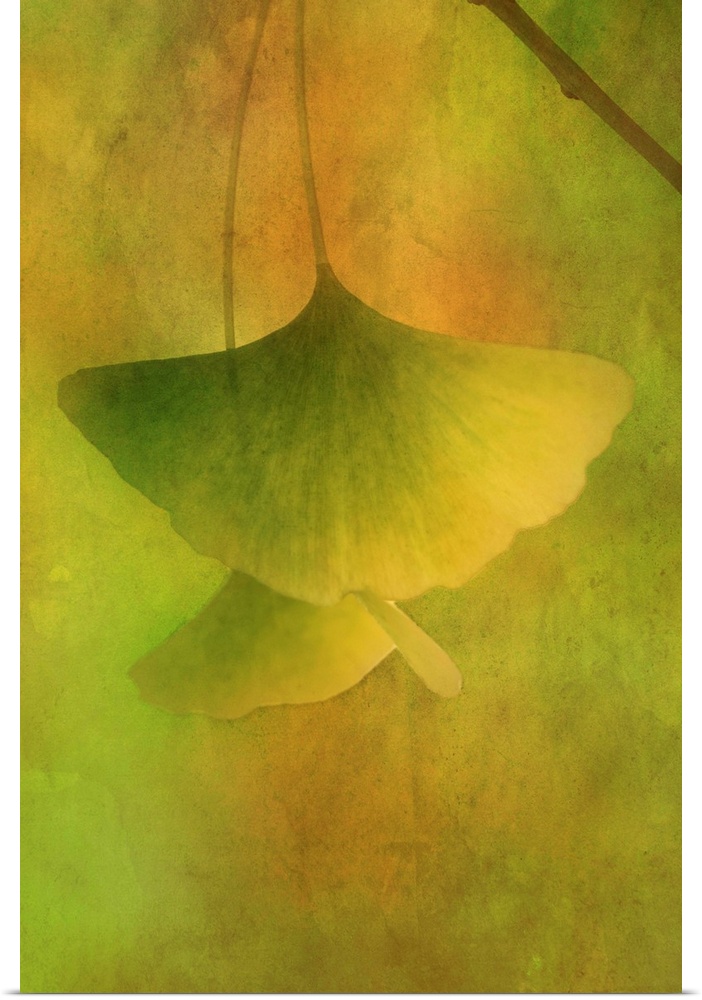 Image of green Gingko leaves hanging from a branch on a dreamy green and orange background.