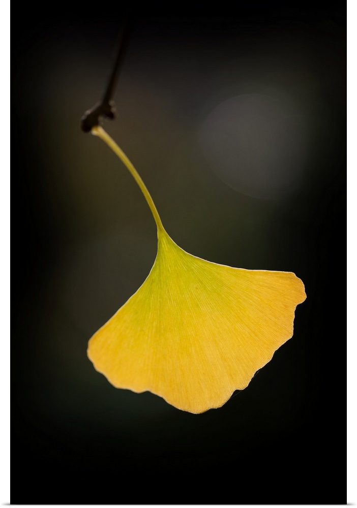 A single yellow ginkgo leaf hanging off a twig.