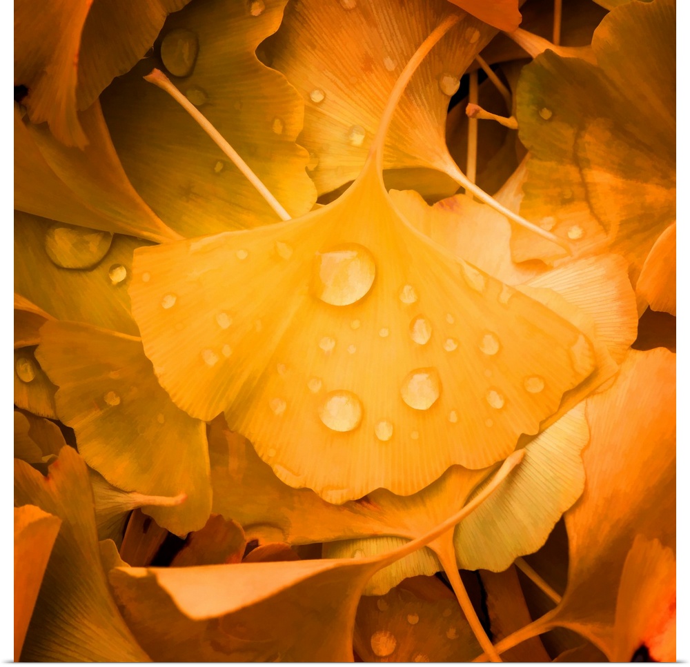 Dew drops on a yellow ginkgo leaf in the fall.