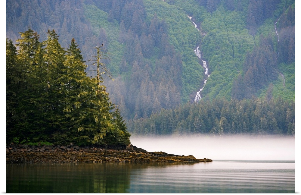 Bald eagle and waterfall, Glacier Bay National Park and Preserve, Alaska