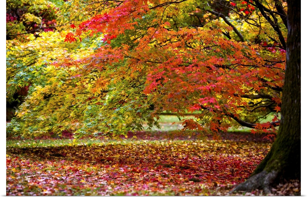 Horizontal canvas of trees with bright fall foliage on them and also sprinkled on the ground.