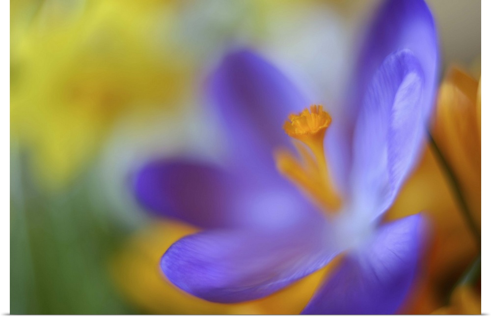 A close-up photograph of a purple flower against an abstract background.
