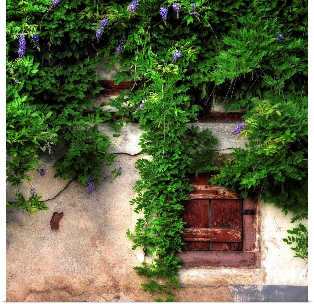 Wisteria on an old wall
