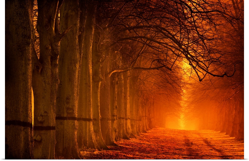 A tranquil glowing warm orange avenue of trees receeding into the distance.