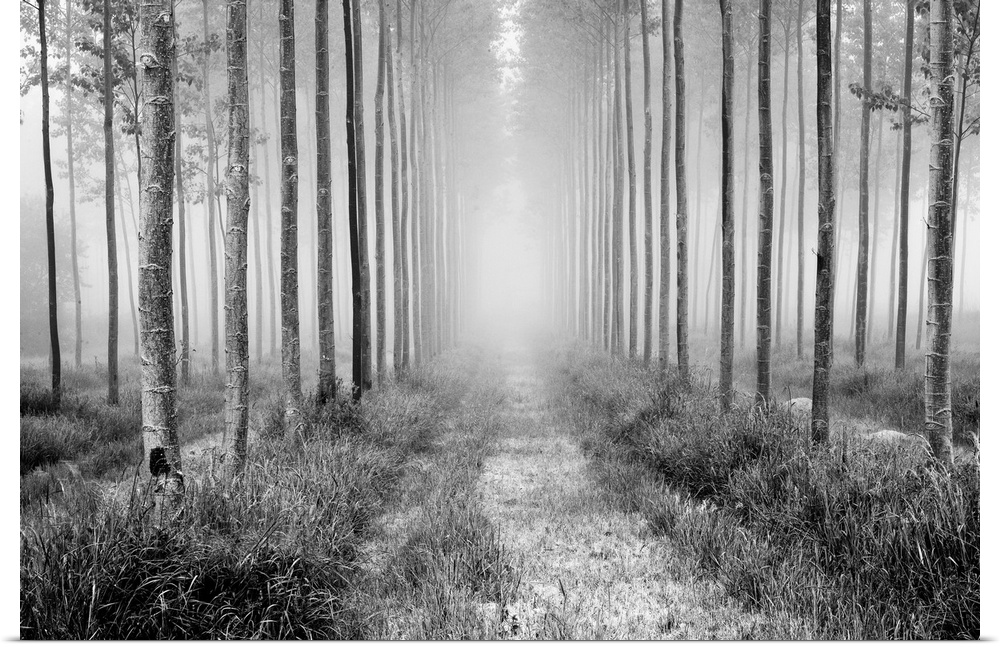 A black and white monochrome symetrical avenue of fine trees balanced in zen harmony with mist.