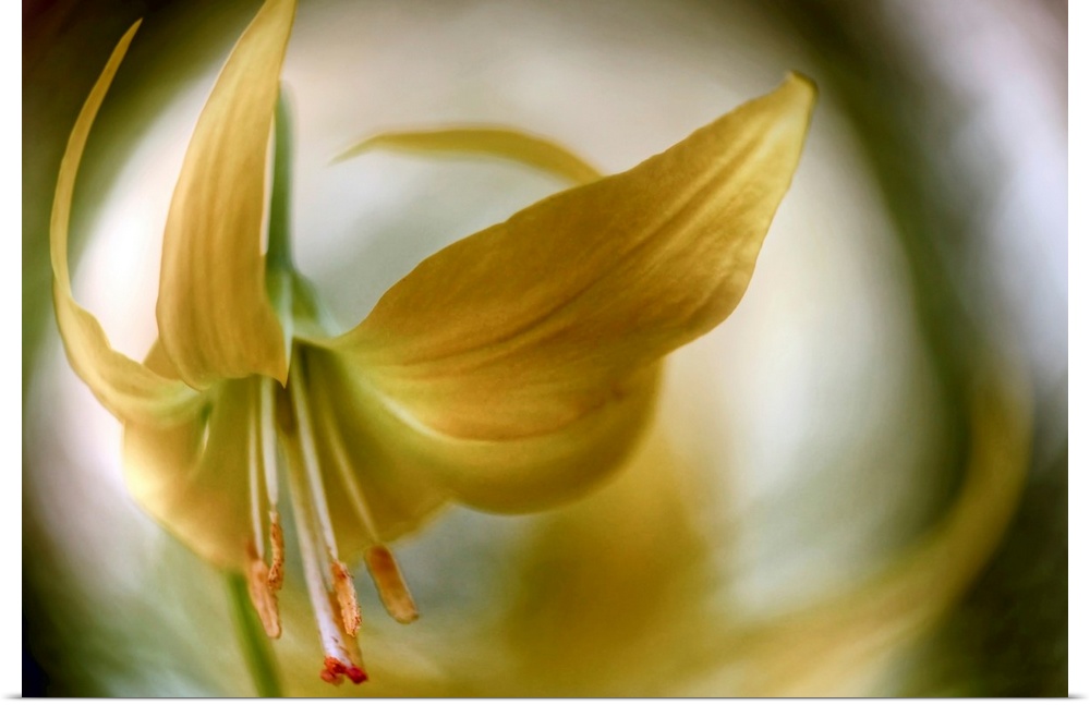Close-up fish-eye view of a lily in full bloom facing downward, with petals arching back over the flower.