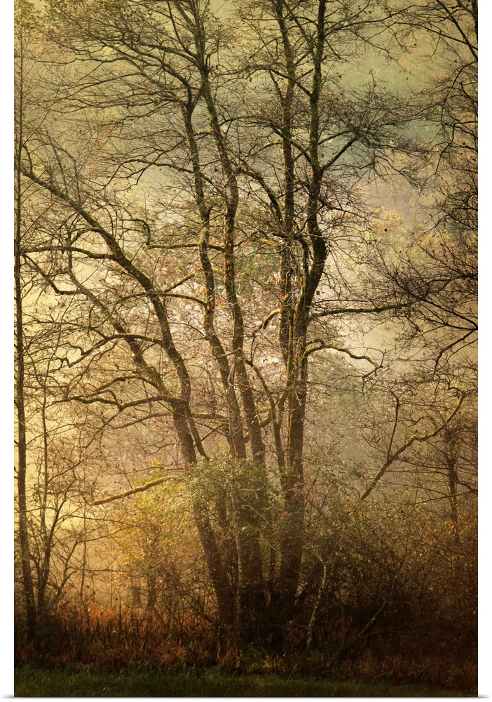 Fine art photo of a dense forest in the late afternoon with golden light from the setting sun.