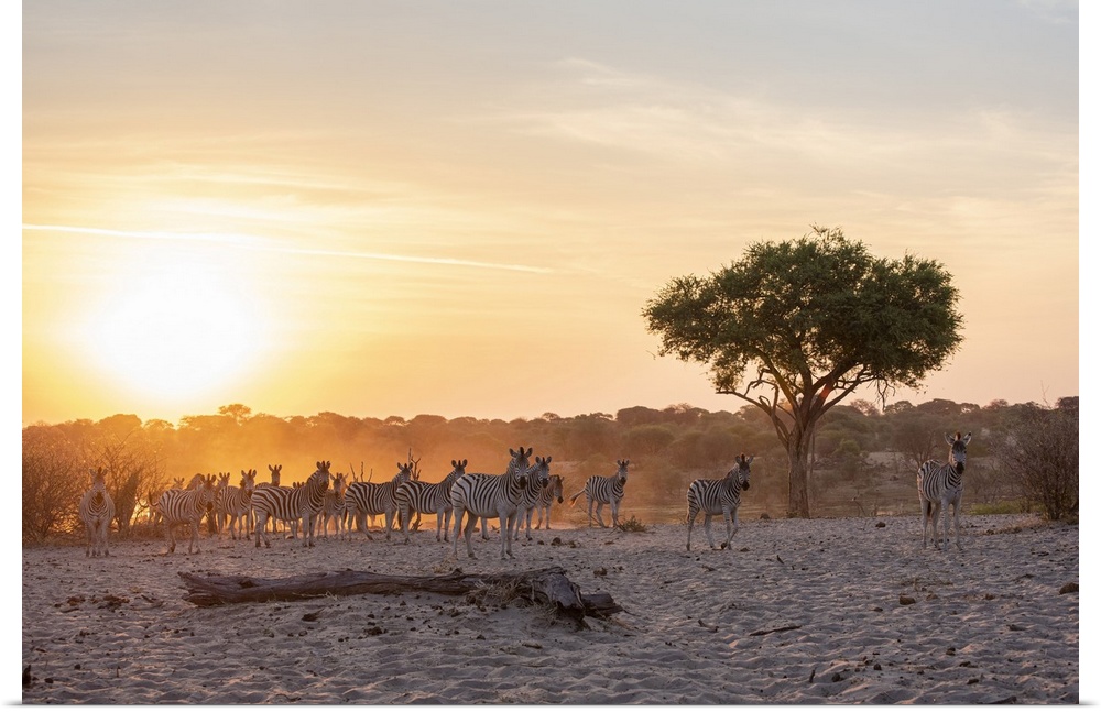Zebras return after a visit to the Boteti river at sunset.