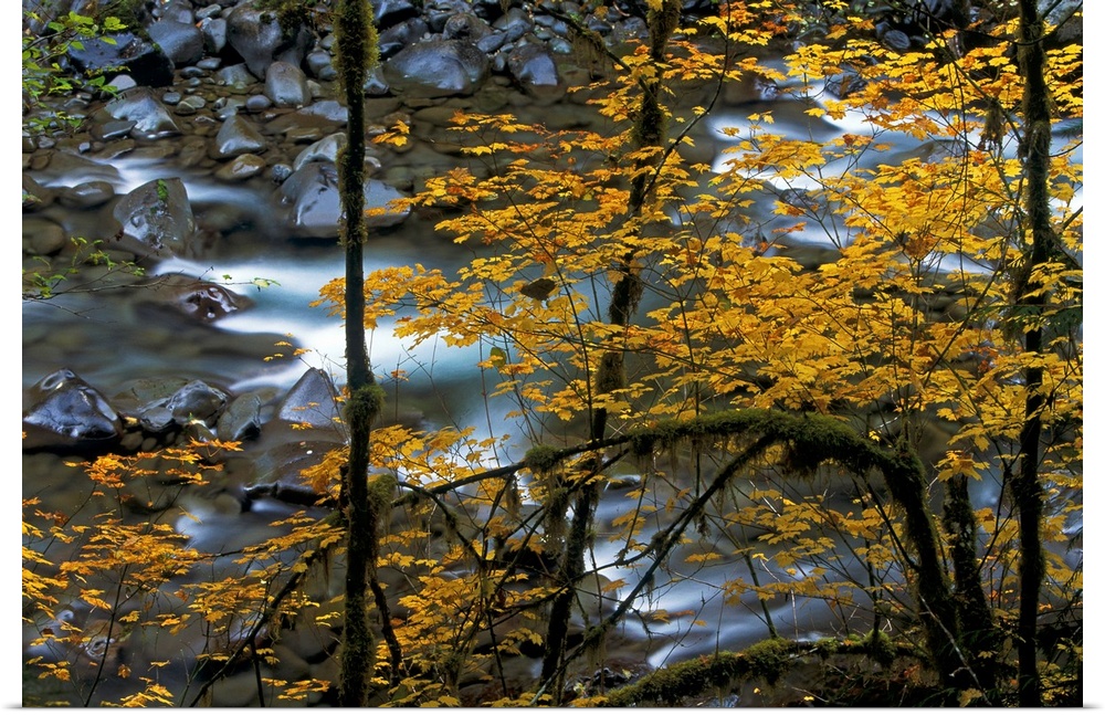 Wall docor of a long exposure of river rapids provides a pleasing backdrop to the soft yellows of vine maples in Washingto...