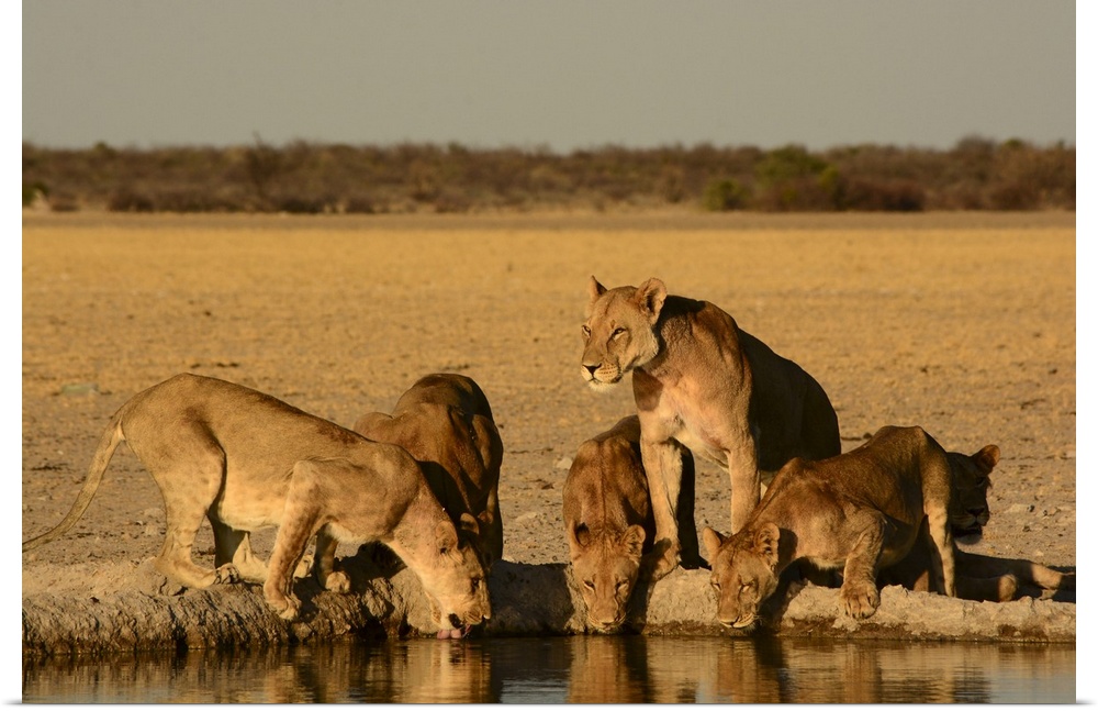 Lion family illuminated in gold at sunset in Botswana.