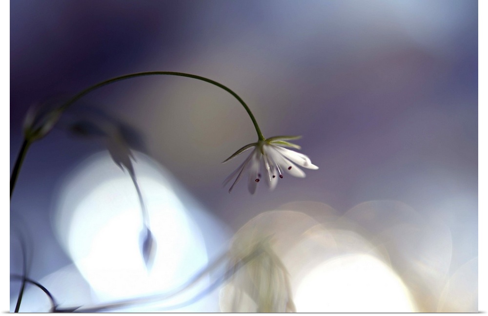 A photograph of a little white flower drooping on a thin stem against a bokeh background.