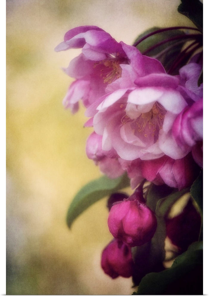 Japanese apple blossoms with a bokeh effect