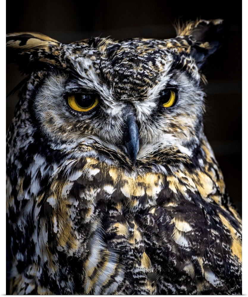 Close-in portrait of a magnificent Great Horned Owl surveying the Canadian forest environment.