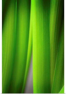 Green Leaf Curtains