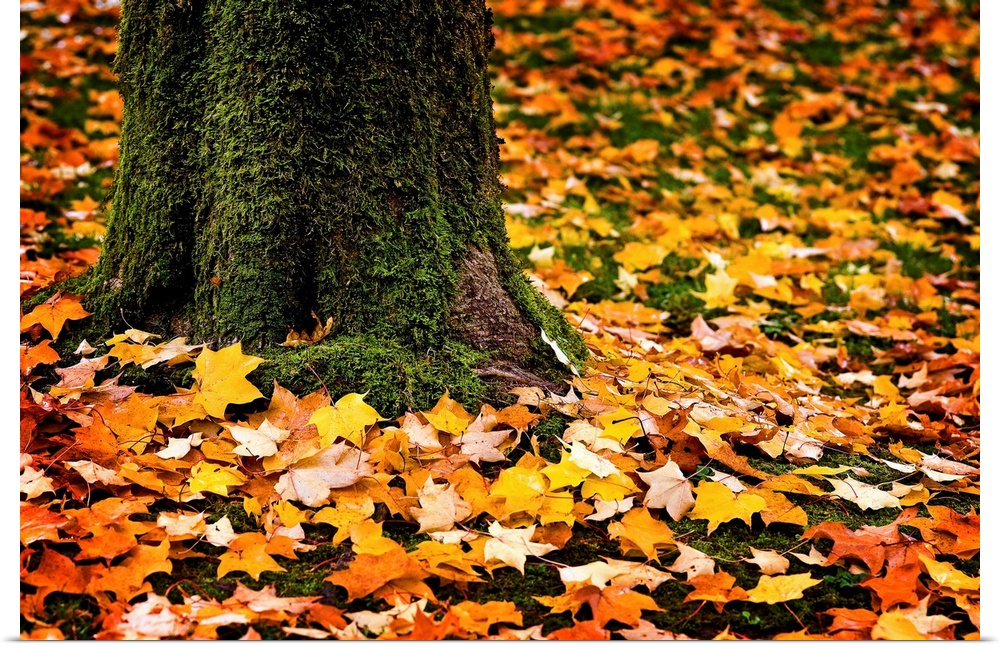 The base of a moss covered tree trunck srrounded by a carpet of glowing yellow and gold autumn maple leaves.