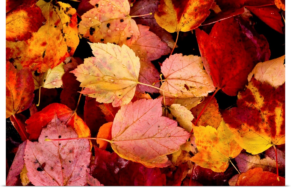 Photograph of wet autumn leaves covering the ground.