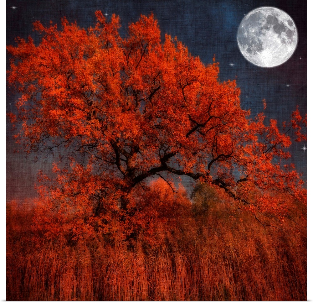 A large tree with autumn leaves sits in a field of tall orange grass. A full moon and several stars shine brightly in the ...