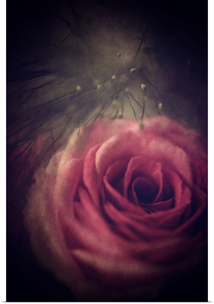 Image of a pink rose with a dark vignette and an antique overlay.