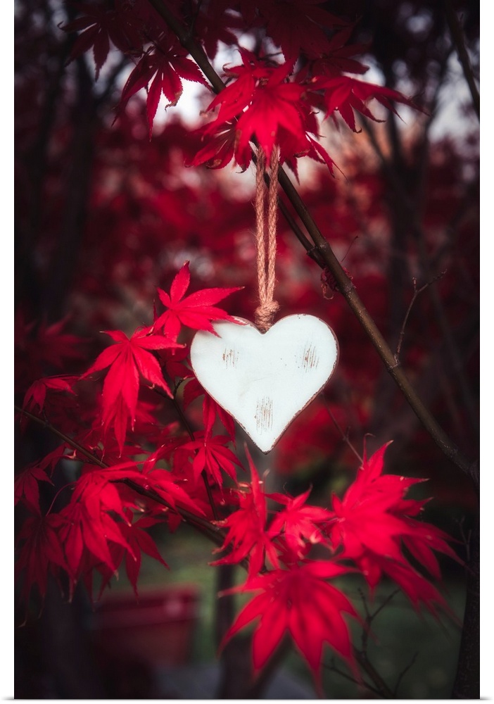 Wooden heart hanging in a maple tree