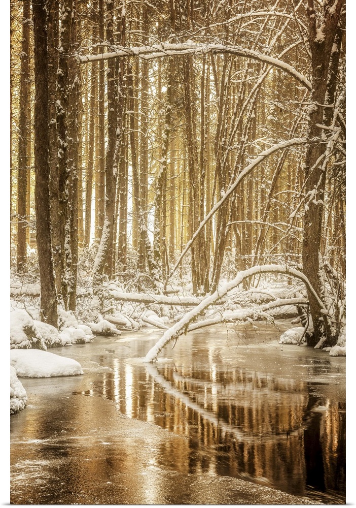 Golden lit photograph of a partially frozen stream in the middle of the snow covered woods.