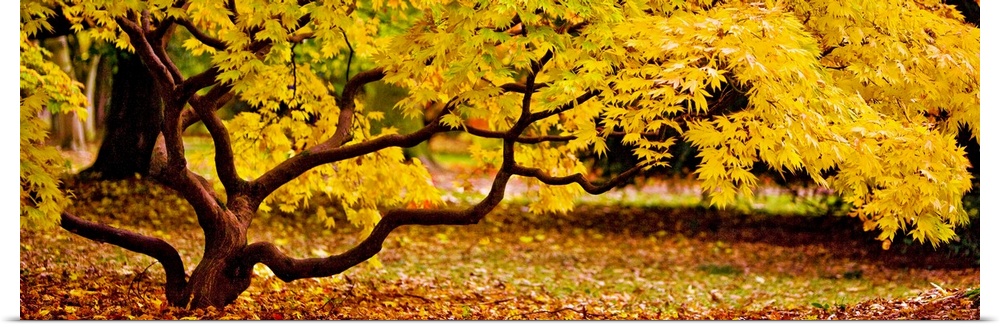 Panoramic photograph of a short tree with twisting branches, covered in golden fall leaves.