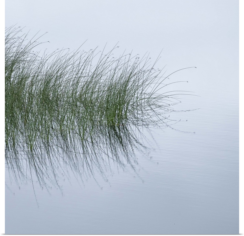 A photograph of tall water grass being reflected in still water on a foggy day.