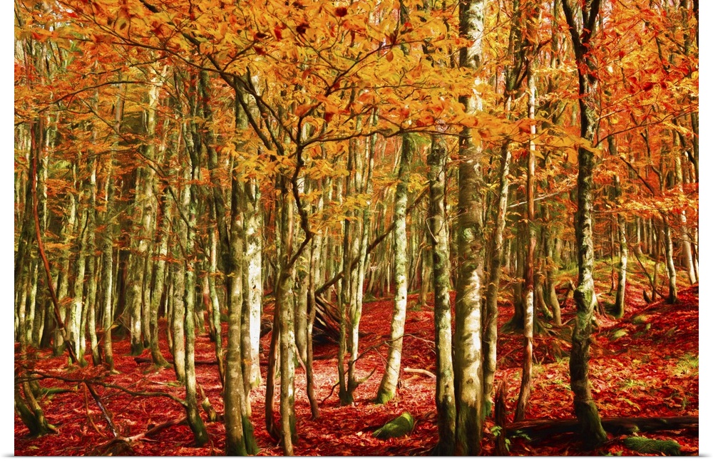 A dense forest in the fall with orange leaves and a leaf-covered floor.