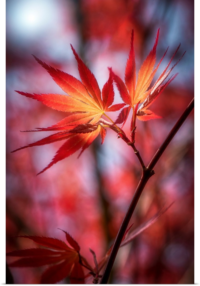 Close up of red maple leaves with a bokeh effect