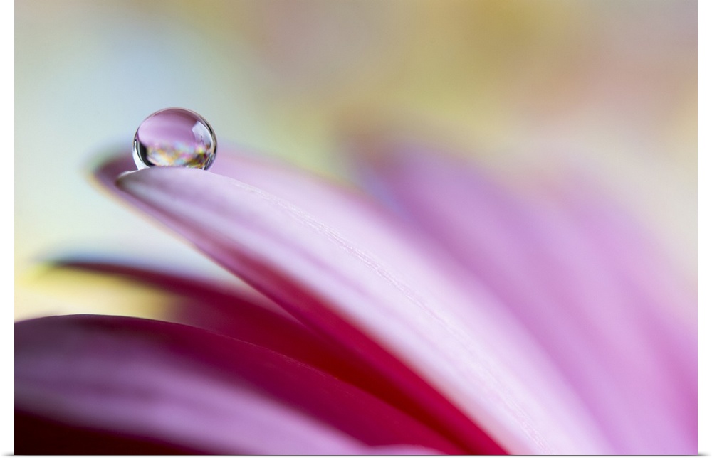 A macro photograph of a pink flower with a water droplet on the end of a petal.