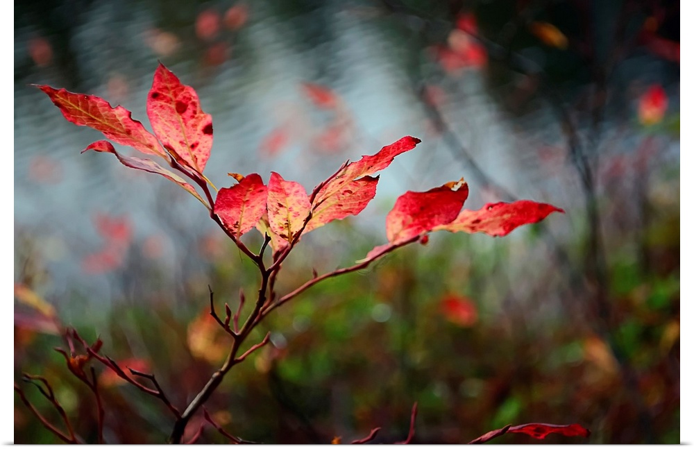 A close photograph taken of red leaves still on the branch with other branches and water in the background out of focus.