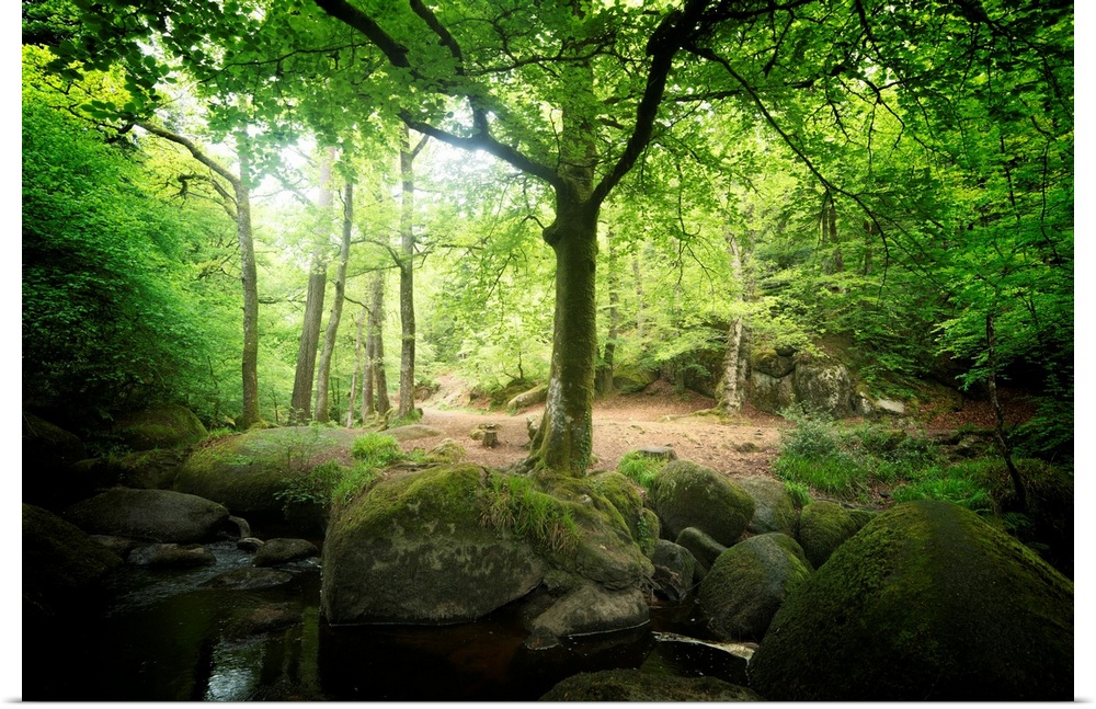 Huelgoat forest in Brittany with  green trees around the silver river in the place called the chaos