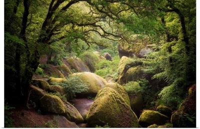 Huelgoat Forest in Brittany