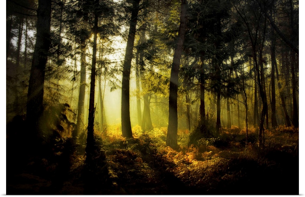 Sunrise in the Broceliande forest with ray of lights among the trees, France, Brittany.
