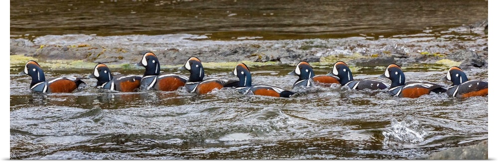 A flock of Harlequin Ducks in a row on the water in Iceland.