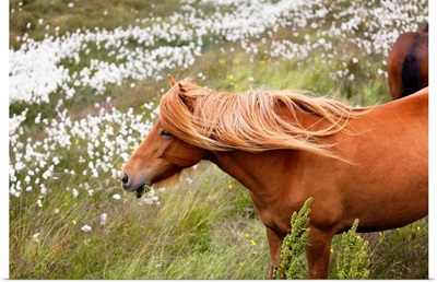 Icelandic Horse Grazing