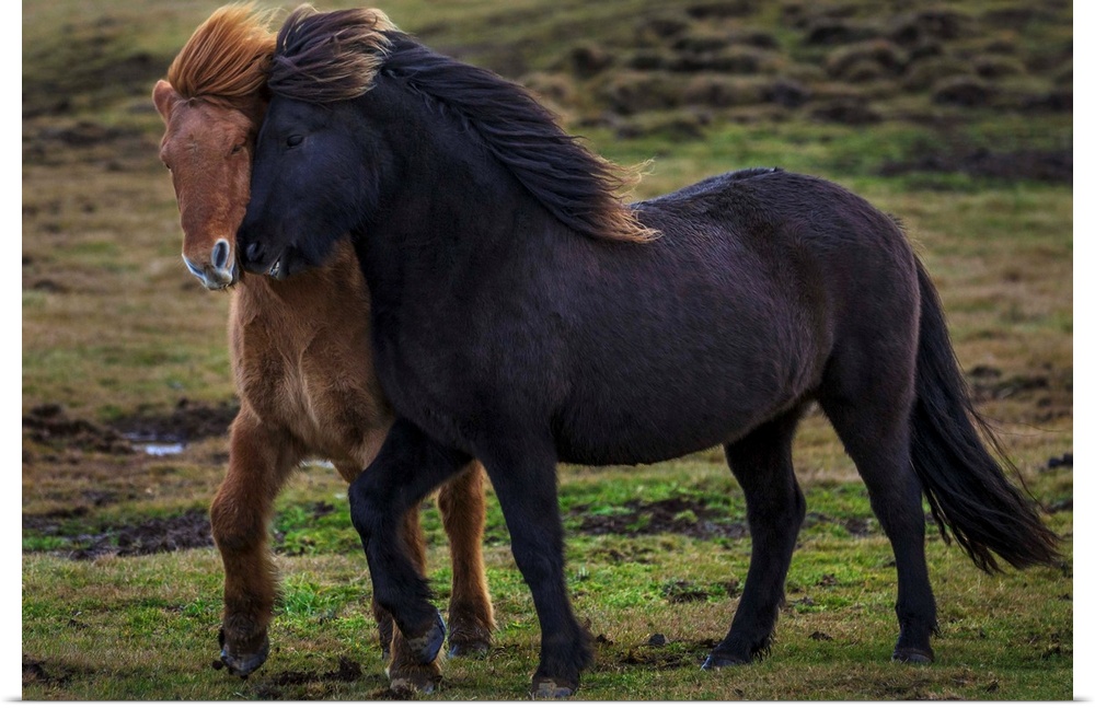 Two wild horses trot together in Iceland. Their thick coats protect them from the freezing temperatures.