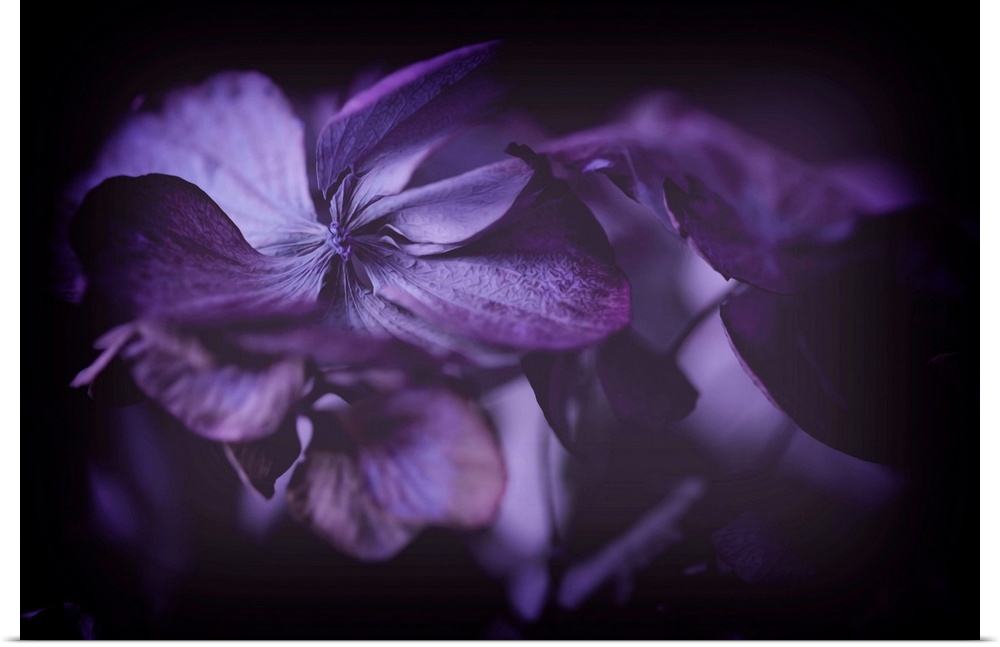 Close up of purple hydrangeas against black background