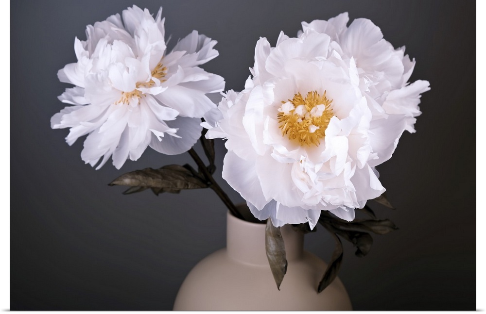 White Peonies in a vase.